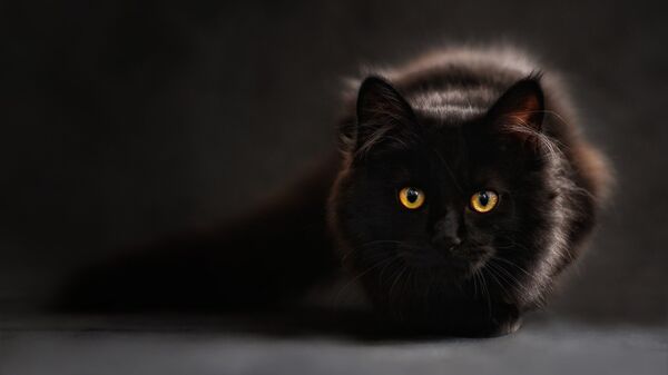 Black cat - Sputnik International