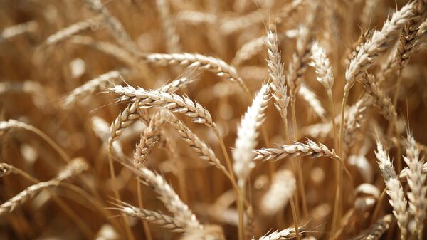 A view shows wheat ears to be harvested in the fields of Krasnodarskoe company in Krasnodar region, Russia. - Sputnik International